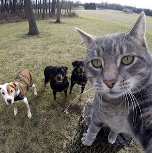 Meet your Posher, Angv1a